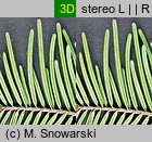 Abies grandis (jodła olbrzymia)