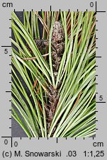 Pinus contorta var. latifolia