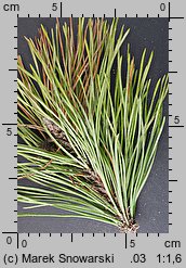 Pinus contorta var. latifolia