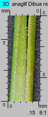 Pinus contorta var. latifolia