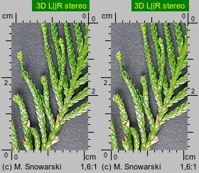 Thuja plicata (żywotnik olbrzymi)