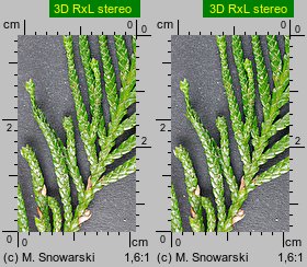 Thuja plicata (żywotnik olbrzymi)