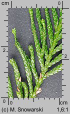 Thuja plicata (żywotnik olbrzymi)