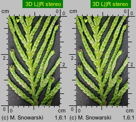 Thuja plicata (żywotnik olbrzymi)