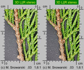 Thuja plicata (żywotnik olbrzymi)