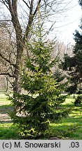 Picea orientalis (świerk kaukaski)