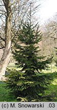 Picea orientalis (świerk kaukaski)