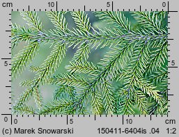 Picea orientalis (świerk kaukaski)