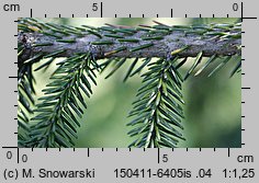 Picea orientalis (świerk kaukaski)