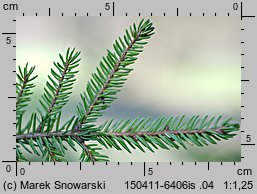 Picea orientalis (świerk kaukaski)