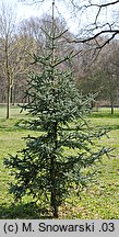 Abies pinsapo (jodła hiszpańska)