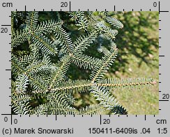 Abies pinsapo (jodła hiszpańska)