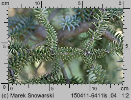 Abies pinsapo (jodła hiszpańska)