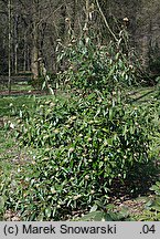 Viburnum rhytidophyllum (kalina sztywnolistna)