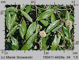 Viburnum rhytidophyllum (kalina sztywnolistna)