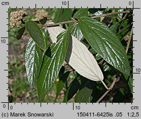 Viburnum rhytidophyllum (kalina sztywnolistna)