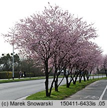 Prunus cerasifera Pissardii