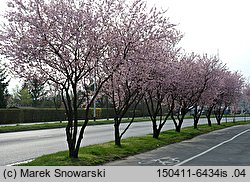 Prunus cerasifera Pissardii