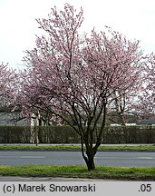 Prunus cerasifera Pissardii