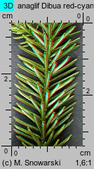 Picea orientalis (świerk kaukaski)