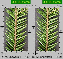 Picea orientalis (świerk kaukaski)