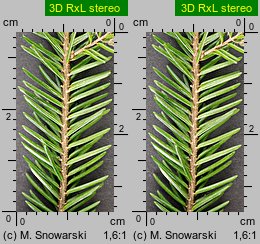 Picea orientalis (świerk kaukaski)