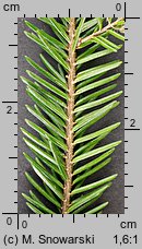 Picea orientalis (świerk kaukaski)