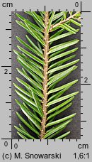 Picea orientalis (świerk kaukaski)