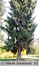 Picea omorika (świerk serbski)