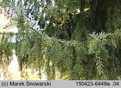 Picea omorika (świerk serbski)