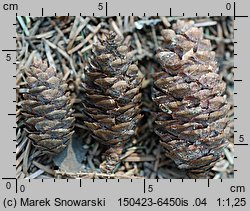 Picea omorika (świerk serbski)