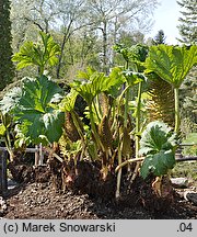 Gunnera manicata (gunnera olbrzymia)