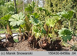 Gunnera manicata (gunnera olbrzymia)