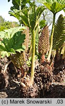 Gunnera manicata (gunnera olbrzymia)