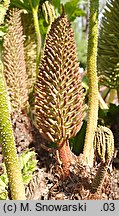 Gunnera manicata (gunnera olbrzymia)