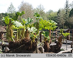 Gunnera manicata (gunnera olbrzymia)