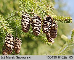 Picea wilsonii