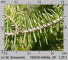 Picea wilsonii