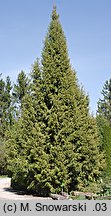 Picea wilsonii