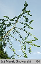 Metasequoia glyptostroboides (metasekwoja chińska)