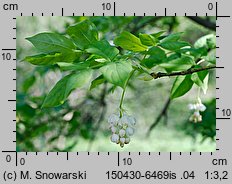 Staphylea pinnata (kłokoczka południowa)