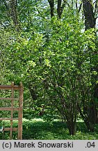 Staphylea pinnata (kłokoczka południowa)