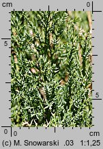 Juniperus sabina (jałowiec sabiński)