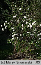 Viburnum ×burkwoodii (kalina Burkwooda)