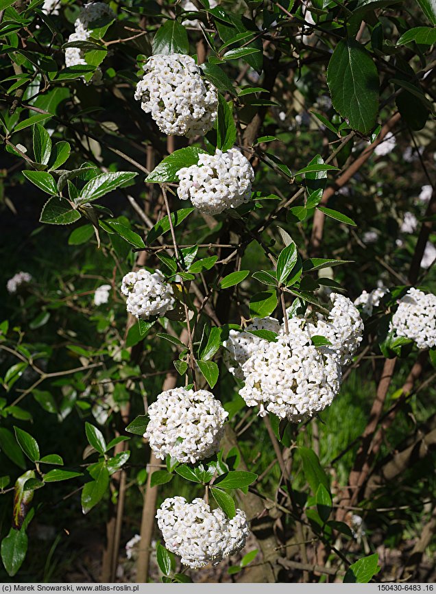 Viburnum ×burkwoodii (kalina Burkwooda)