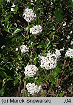 Viburnum ×burkwoodii (kalina Burkwooda)