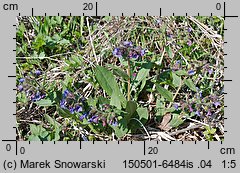 Pulmonaria mollis (miodunka miękkowłosa)