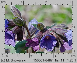 Pulmonaria mollis (miodunka miękkowłosa)