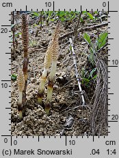 Equisetum telmateia (skrzyp olbrzymi)