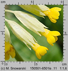 Primula veris (pierwiosnek lekarski)